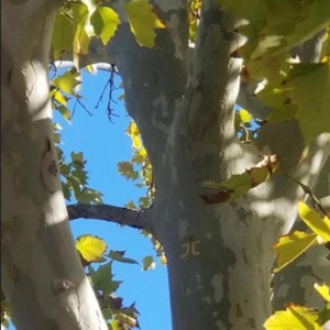 trees - Single