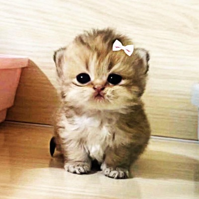 shpekso Qzwx - More & More