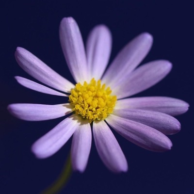 Despite All It's Still You