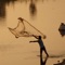 Fisher - Isaiah Samuel lyrics