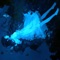 Florens in umbris - F.Girl lyrics