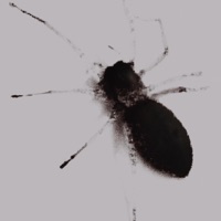 OGOD - Single - Nandit