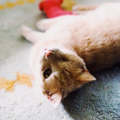 The Sugar Brooke Demos - EP