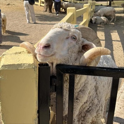 ฉันพอมีสิทธิ์ไหม - Single