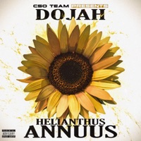 Helianthus Annuus - Single - Dojah
