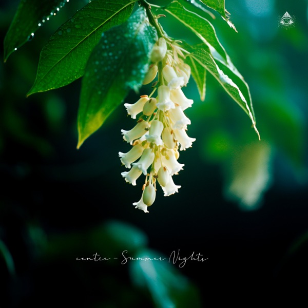 Summer Nights - Single