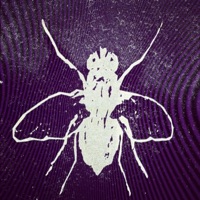 Escargot (feat. Ezra Guyll) - Single - Hxvsfly