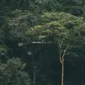 Free Spirit