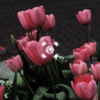 Flowers - Single