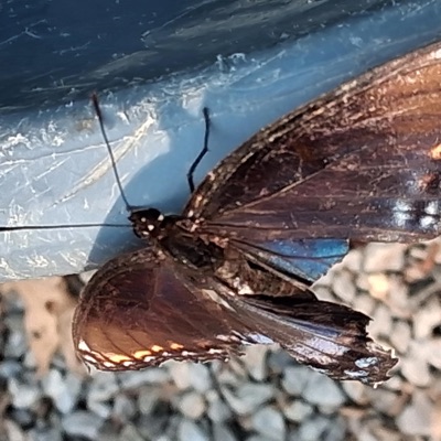 Player 4: solo mission - Single