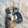 Relax Your Furry Friend: Soothing Music for Dogs & Cats