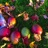 mangoes