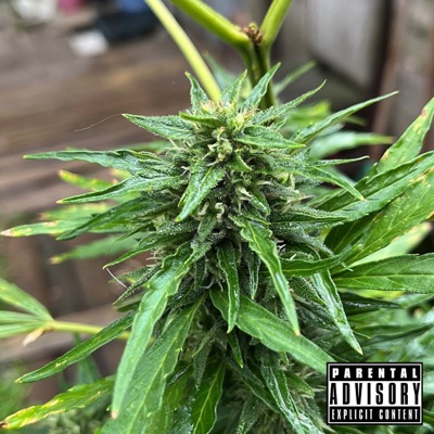 Marijuana aos Montes - Single