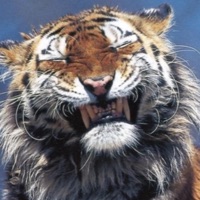 DUWAP - Single - Rosey