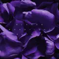 MOONLIGHT_PETALS