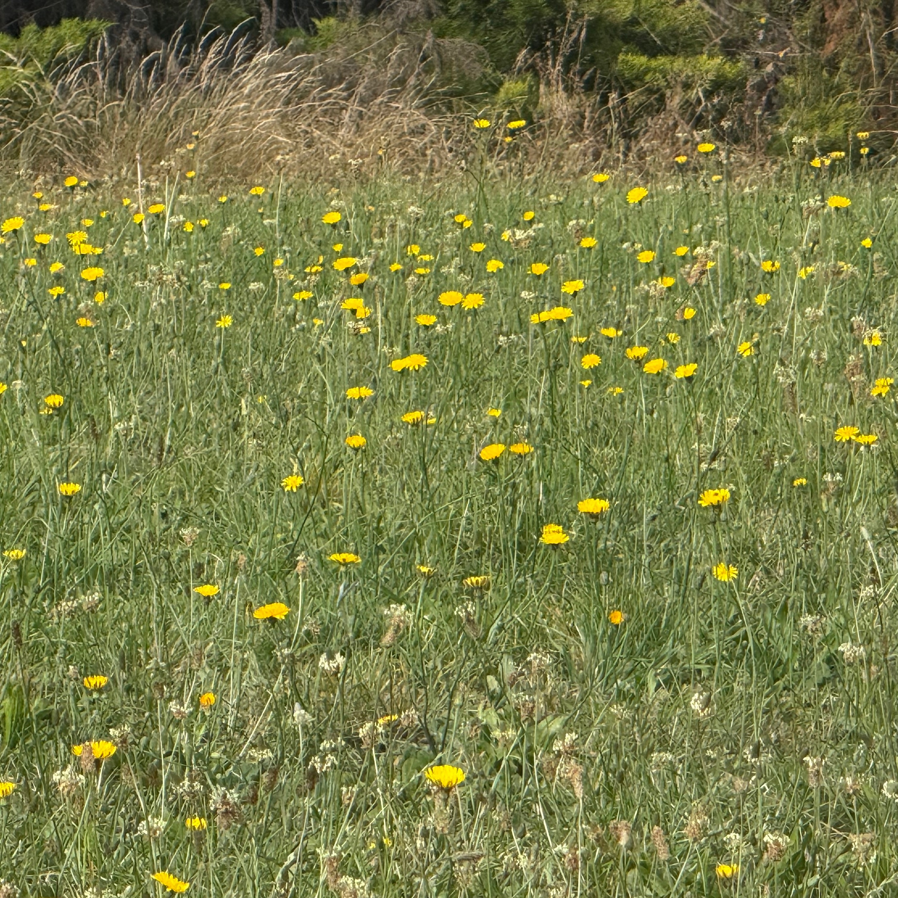 I Never Wanted You To Go - Single