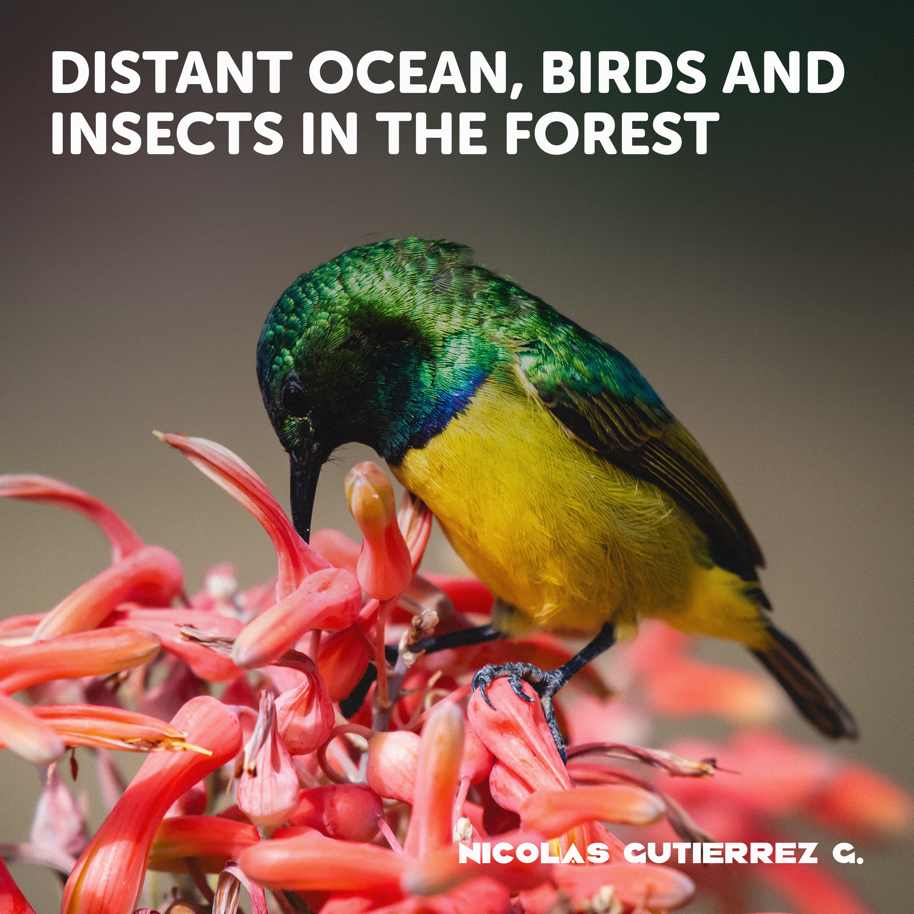 Distant ocean, birds and insects in the forest - Single