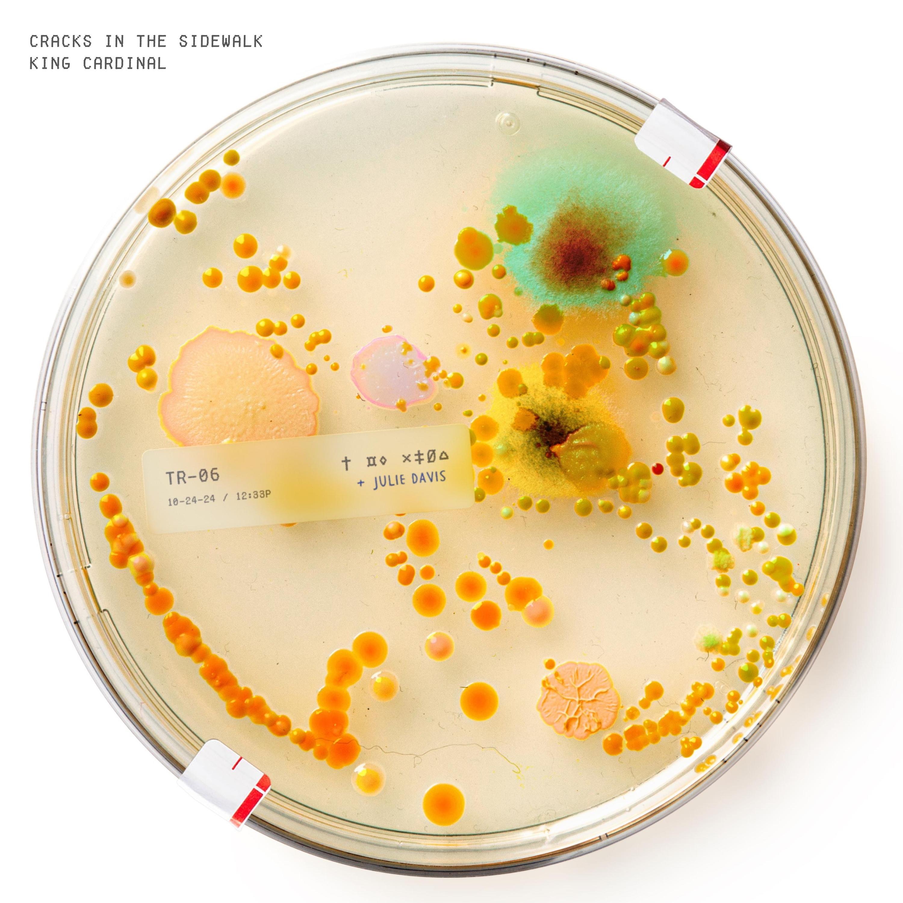 cracks in the sidewalk (feat. bluebook) - Single