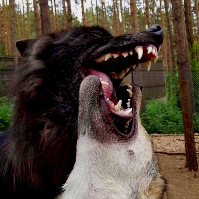 PISTOLPACKINCRACKA (feat. iumi) - Single