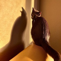 NO LUV! (feat. RHINOO!) - Single - Cris Aye