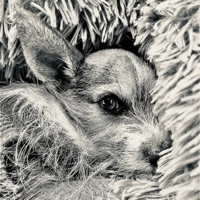 DAYYYUM - Single - Brock Butler Band