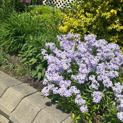 PRETTY LADY - Single