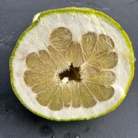 Octavio F.G. Ablum Cover