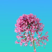 Паничка - Single - Коля Стравинский