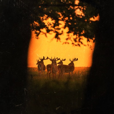 Eternal Sunshine (ambient version) - Single