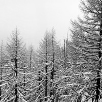 Abelhas - Single - Renato Cohen