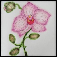 Orquidea Susurrante - Single - Carlos Maltos, King Thateron & Jeronimo Gorraez