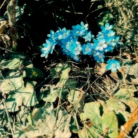 bloom - Single - sove & daysoff