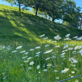 Fable (feat. Springs!) rxi