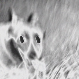 Flaunt It (feat. Sik-K & CAMO) Bryan Chase