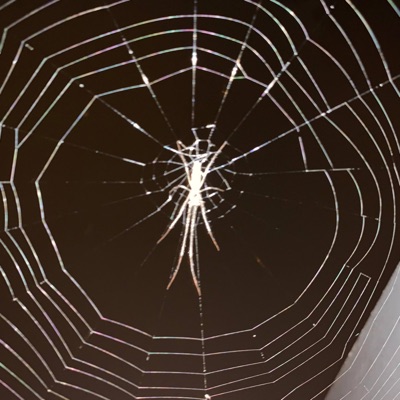 4 Headed Goat // YSL (feat. Infinite Arson) - Single