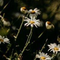 ยินดีขโมยทั้งวงออเคสตร้ามาให้เธอ - EP - Shineboys