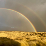 Summer Light - Richard LaForge