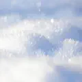 Artic Siren
