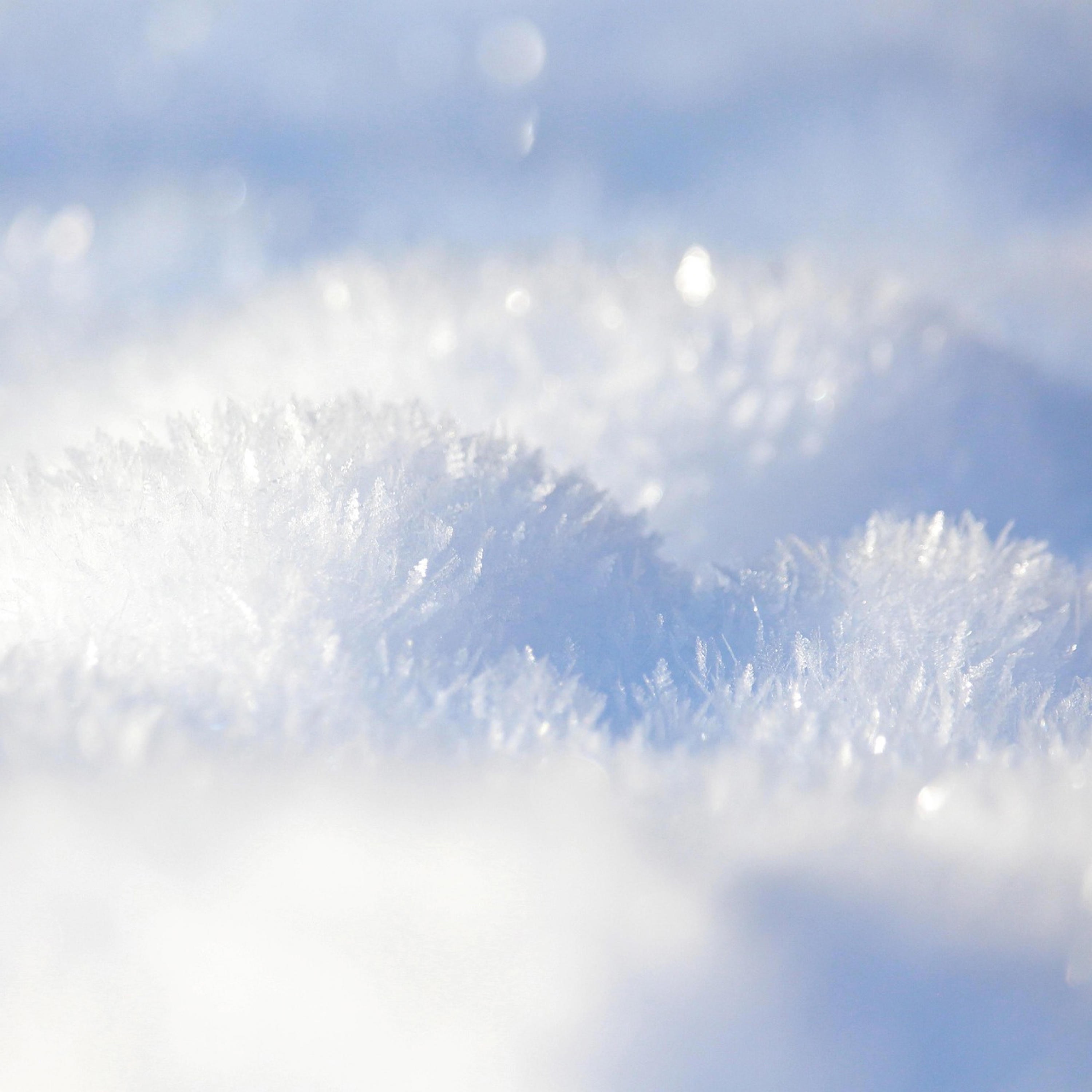 Artic Siren - Single