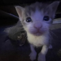 Smoke Bomb (feat. Skywtff) - Single - lunie