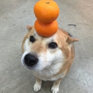 Shiba - Single