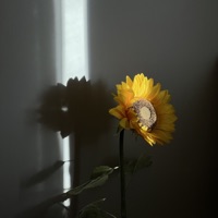helianthus - Single - Ondi Vil & 2.brkn