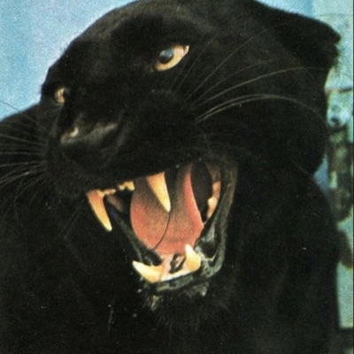 This is just whatever honestly! - Single