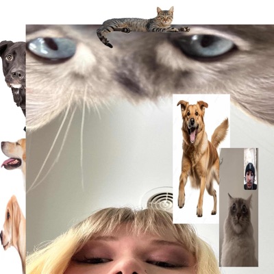 dogs and cats (feat. rhiino) - Single