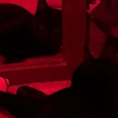 Senses (feat. Hxllxw) - Single