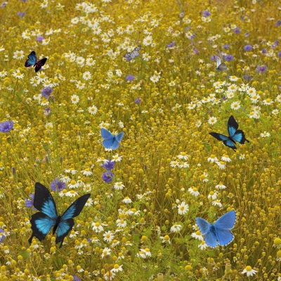 Butterflies (Single Version) - Single