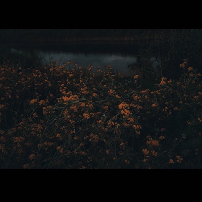 коренеплоди