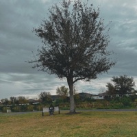 Born N Raised (Florida Boy) - Single - AMR