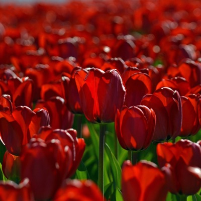 Gole Goldoon - Single