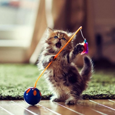 Moon Collapse 21 - Single